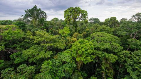 selva amazónica