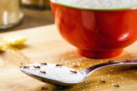 4 formas de acabar con las plagas de hormigas usando productos naturales