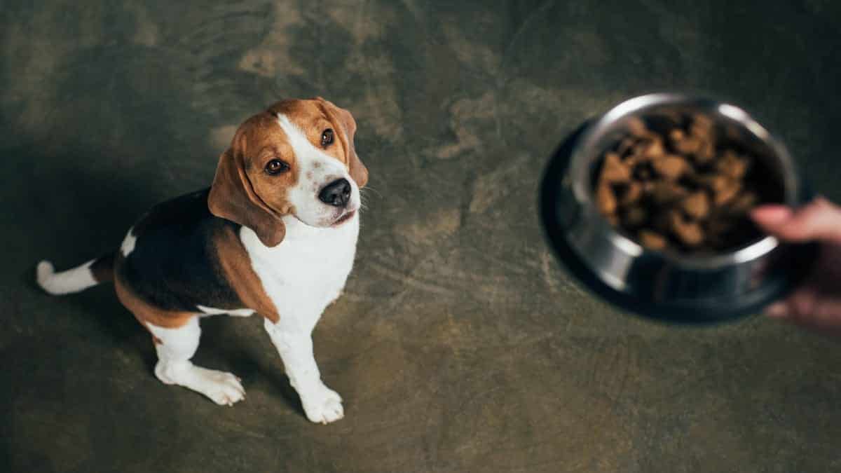 Con qué frecuencia necesita lavar el plato de comida de su perro