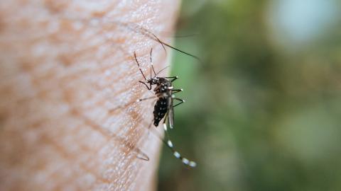 Mosquito