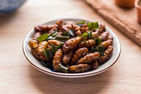 gusanos