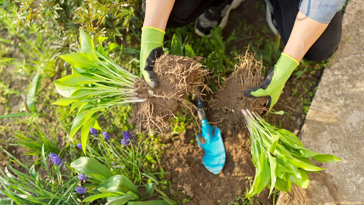 Cómo dividir las plantas perennes y por qué debería hacerlo