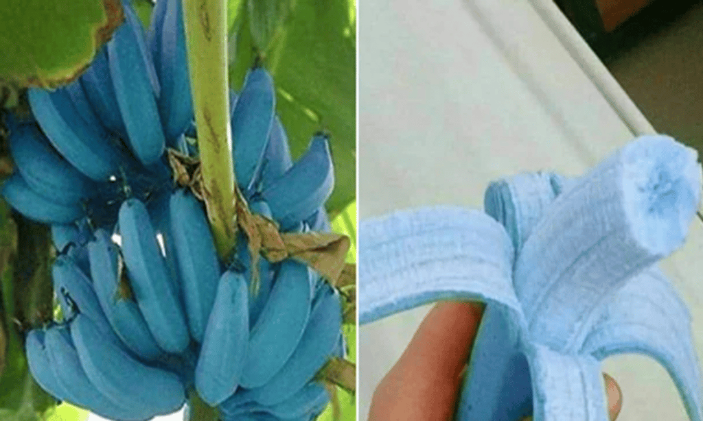 ¿Por qué existen las bananas azules? 1