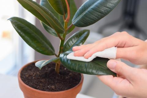 Cómo limpiar las plantas y quitarles el polvo, sin dañarlas