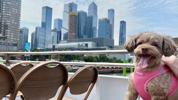 El crucero turístico por Nueva York le da a la gente lo que quiere: cachorros en un barco