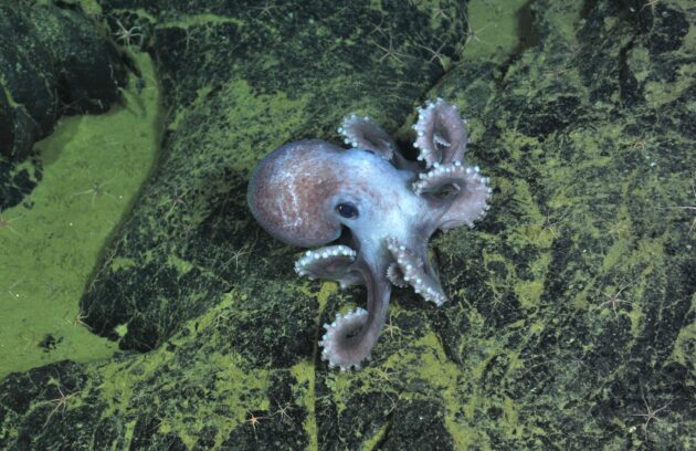Pulpo visto durante la expedición Vision '13 de Ocean Observatories Initiative