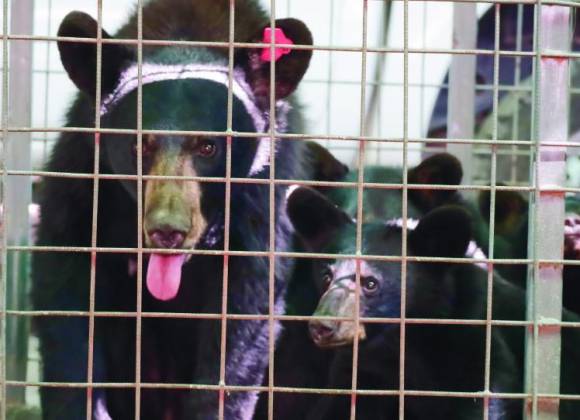 Aumentar avistamientos de osos en Coahuila