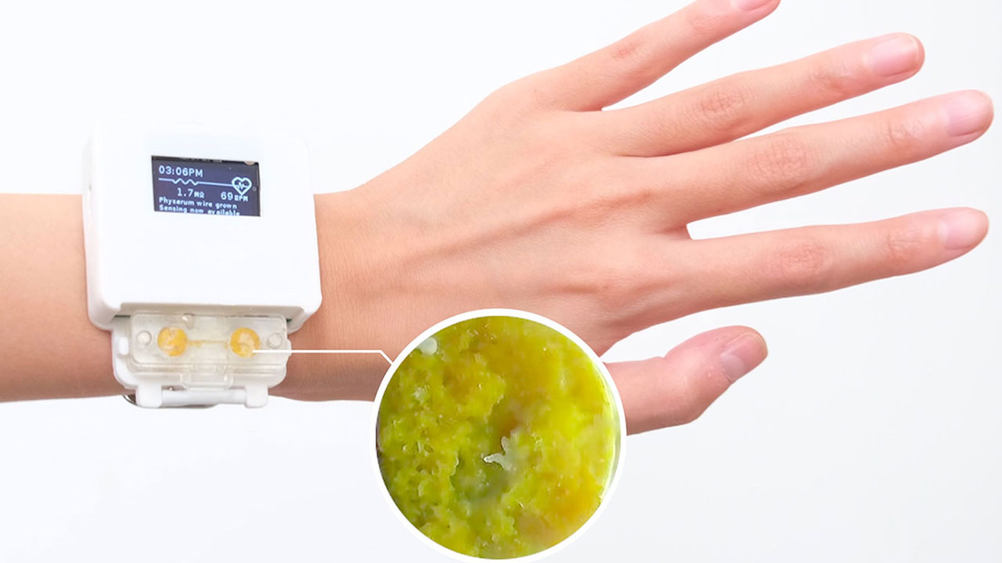 Científicos crean un reloj inteligente viviente impulsado por moho