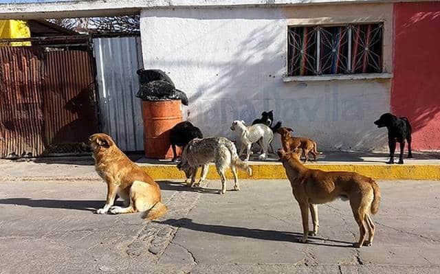 Coahuila, un estado bien ‘perrón’;  familias tienen paciente 6 bastones
