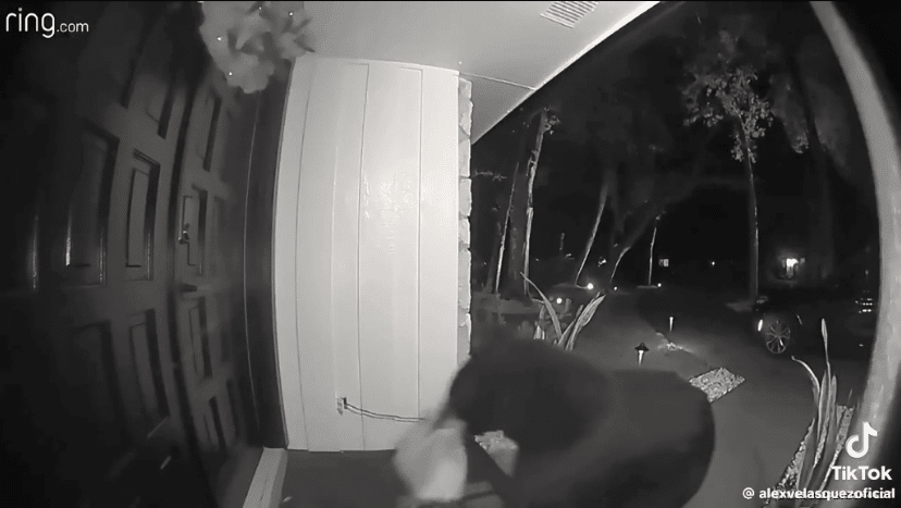 Orlando black bear caught stealing Taco Bell delivery from family’s front porch in TikTok video