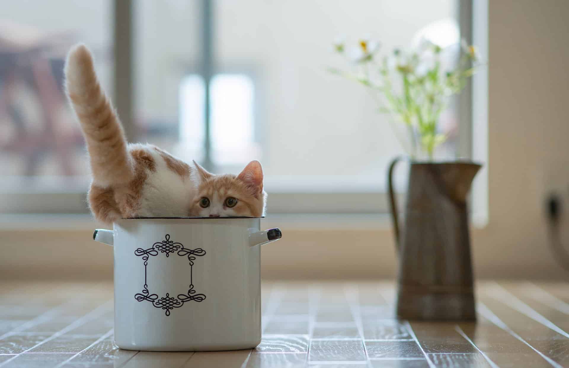 Funny cat squeezing into narrow-mouthed vase will give you claustrophobia