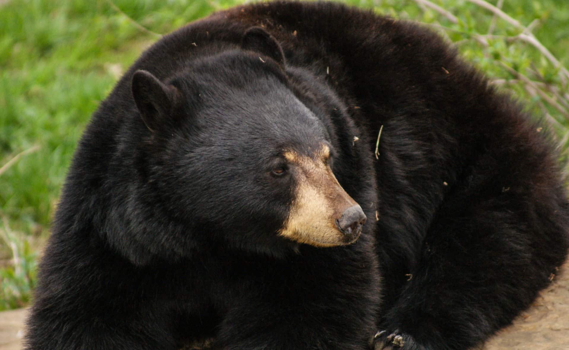 Vizag Zoo keeper mauled to death by bear during routine enclosure cleaning