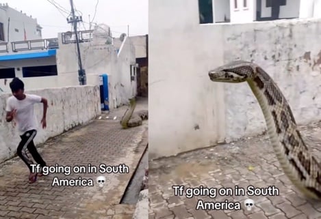 Viral TikTok of huge South America snake has viewers shaken up but people suspect AI