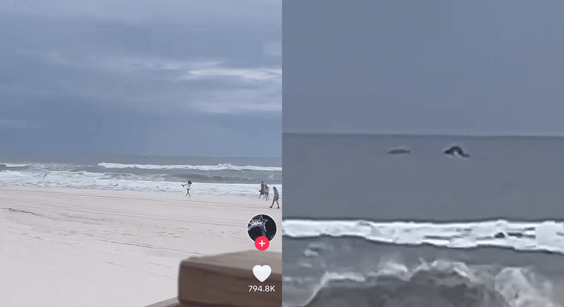 Man spots strange ‘Loch Ness Monster’ creature swimming in shallow ocean