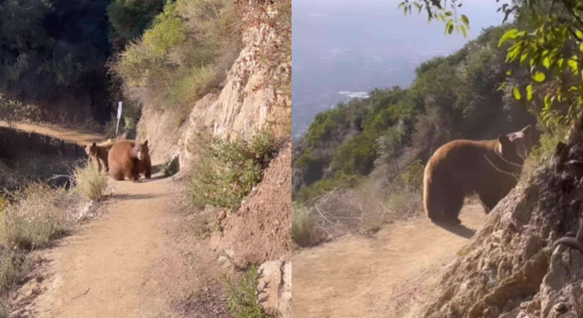 Video shows the moment a bear family charges at hiker on Sierra Madre trail in California