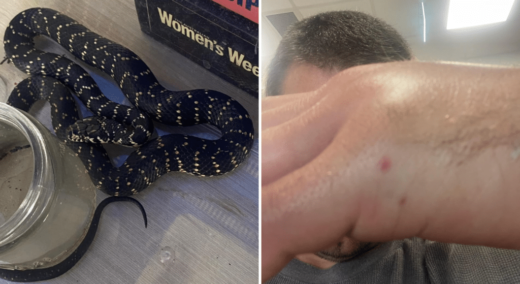 Man ends up in hospital after trying to bring a snake home for his kids
