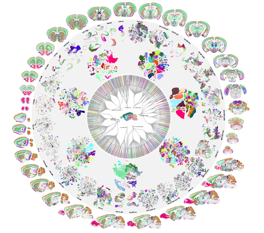 Scientists map entire mouse brain, cataloging 5,322 types of cells