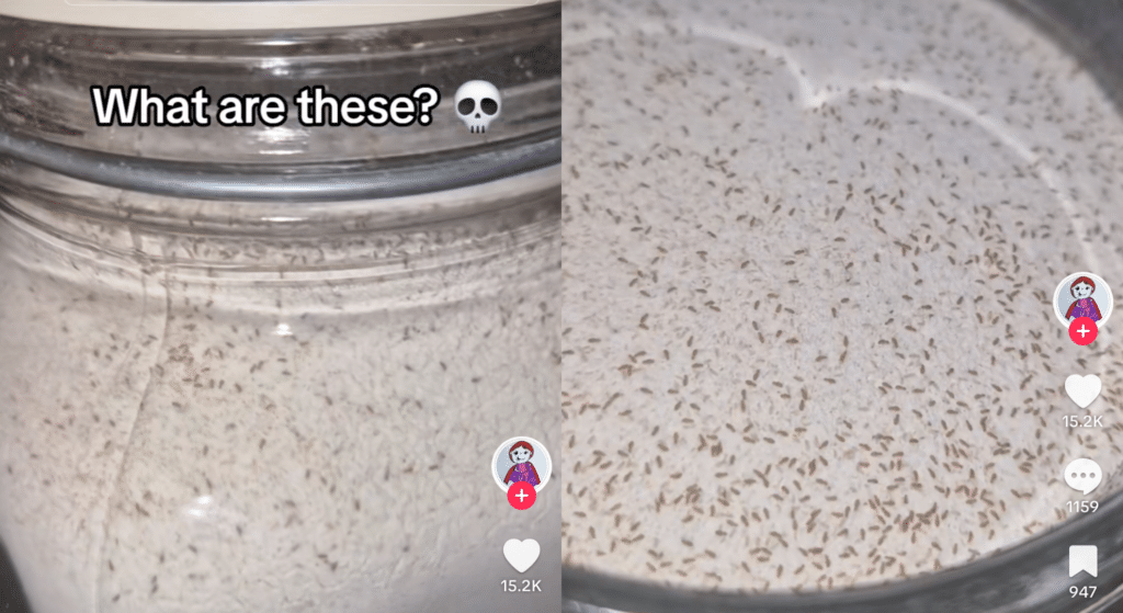 Horrifying moment baker found thousands of bugs in her flour is ‘skin crawling stuff’
