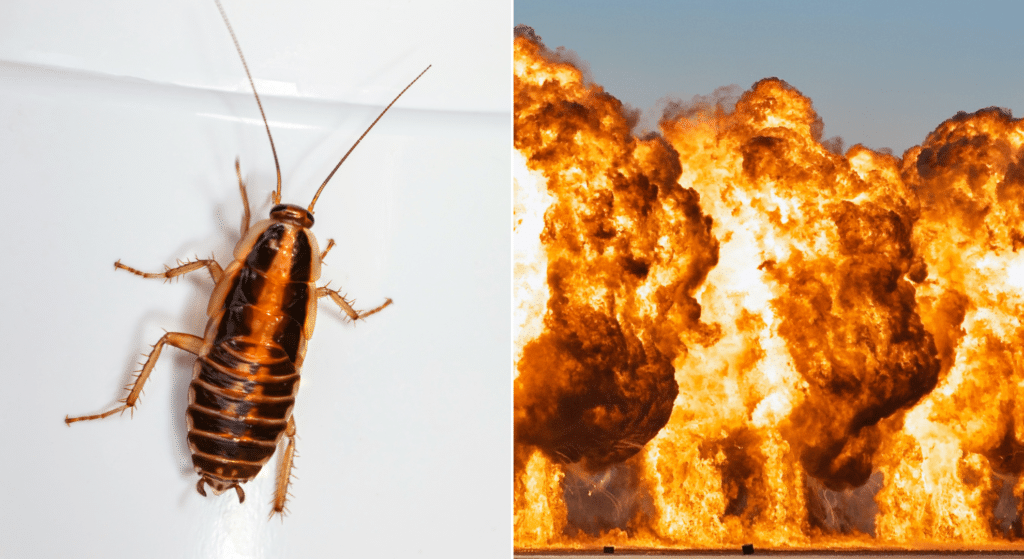 Man in Japan blows up his house trying to kill a single cockroach