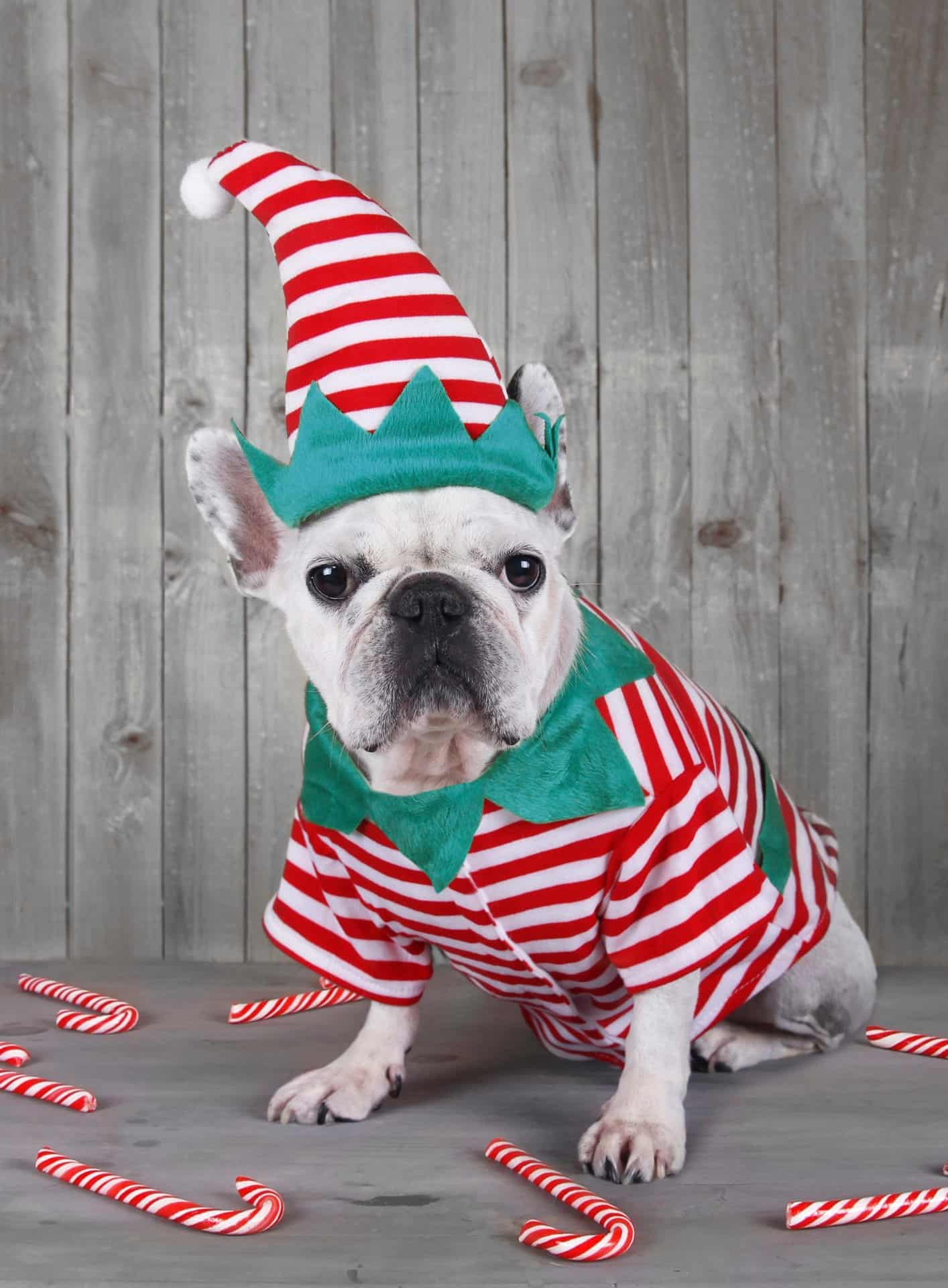 AI poster of ‘Frankie’ an Elf on the Shelf movie had Disney Pixar fans convinced