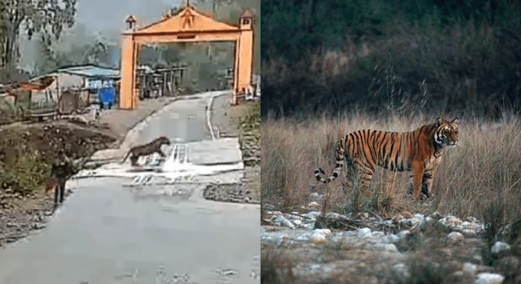 ‘Luckiest man alive’ misses leaping tiger by a few seconds at Jim Corbett National Park