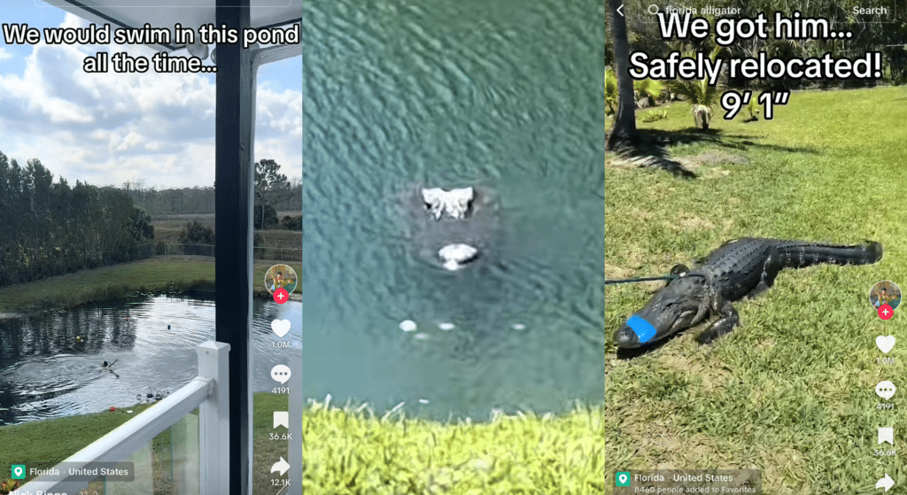 Guy finds 9ft crocodile lurking in pond he swims in ‘all the time’