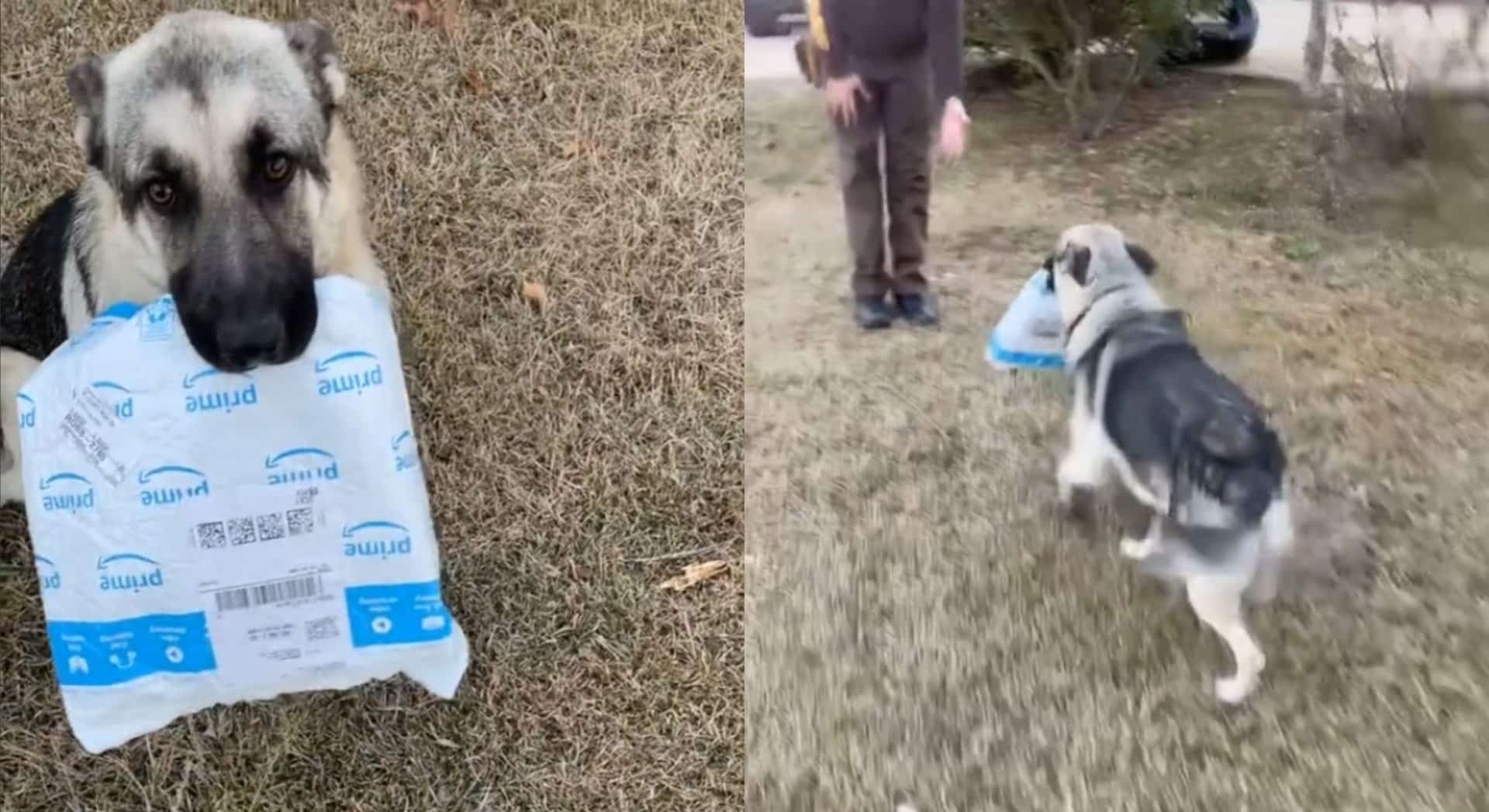 UPS driver panics as ‘porch pirate’ German Sheppard is caught stealing his package