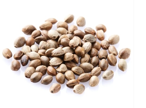 Growshop en ascenso | La revolución del cultivo con Granel Seeds – Curiosidades del mundo