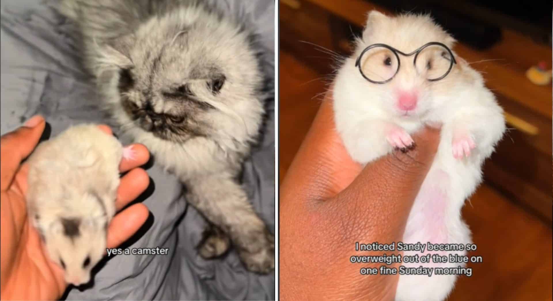 TikTok theorizes cat got a hamster pregnant in bizarre 'Camsters' trend 14
